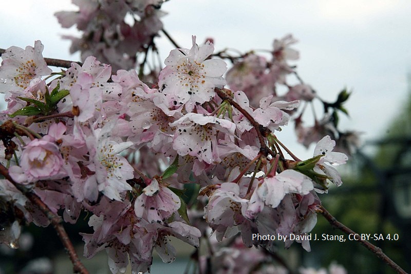 Prunus subhirtella 'Autumnalis rosea'