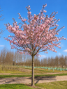 Prunus subhirtella 'Autumnalis rosea'