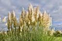 Cortaderia selloana