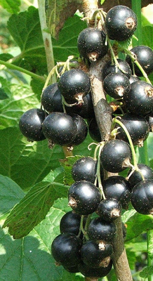 Ribes nigrum