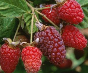 Rubus idaeus 'Autumn Bliss'