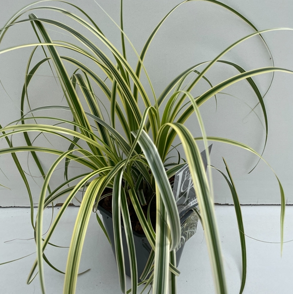 Carex morrowii 'Ice Dance' (P9)