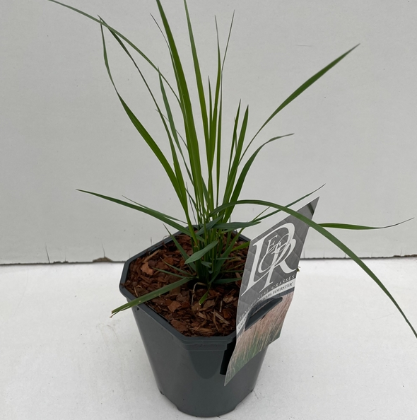 Calamagrostis acutiflora 'Karl Foerster' (P9)