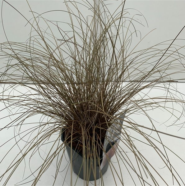 Carex comans 'Bronze Form' (P9)