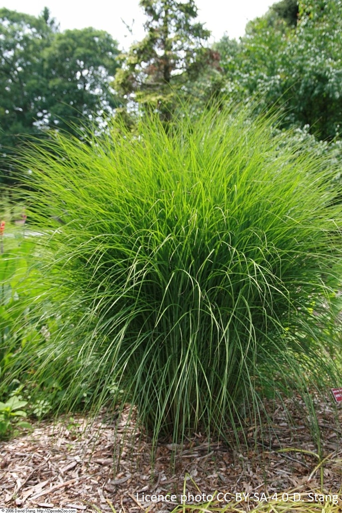 Miscanthus sinensis 'Gracillimus'