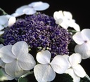 Hydrangea macrophylla 'Light-O-Day'