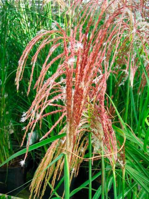 Miscanthus sinensis 'Flamingo'