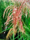 Miscanthus sinensis 'Flamingo'