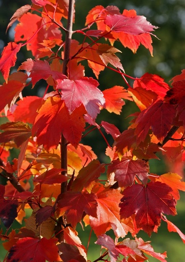 Acer rubrum 'Red Sunset'