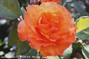 Rosa 'Doris Tysterman'