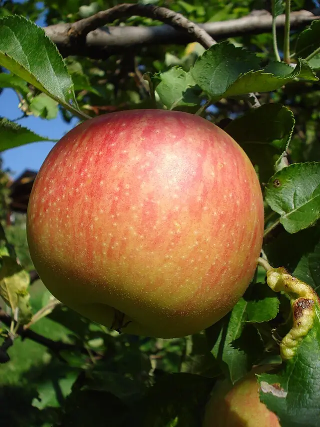 Malus domestica 'Jonagold' (buisson racines nues)