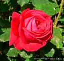 Rosa 'Dame de Coeur'