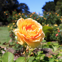 Rosa 'Diamond Jubilee'