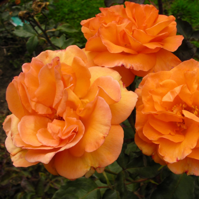 Rosa 'Orange Meilove'