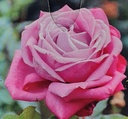 Rosa 'Lila Wunder'