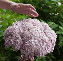 Hydrangea arborescens 'Sweet Annabelle'