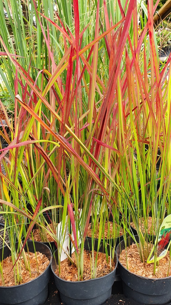 Imperata cylindrica 'Red Baron'