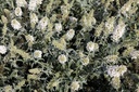 Buddleja davidii 'White Ball'