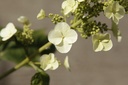 Hydrangea quercifolia 'Gatsby Star'