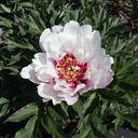 Paeonia Itoh 'Cora Louise'