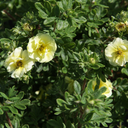 Potentilla fruticosa 'Lemon Meringue'