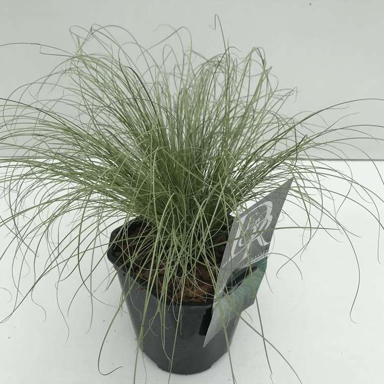 Carex comans 'Frosted Curls' (P9)