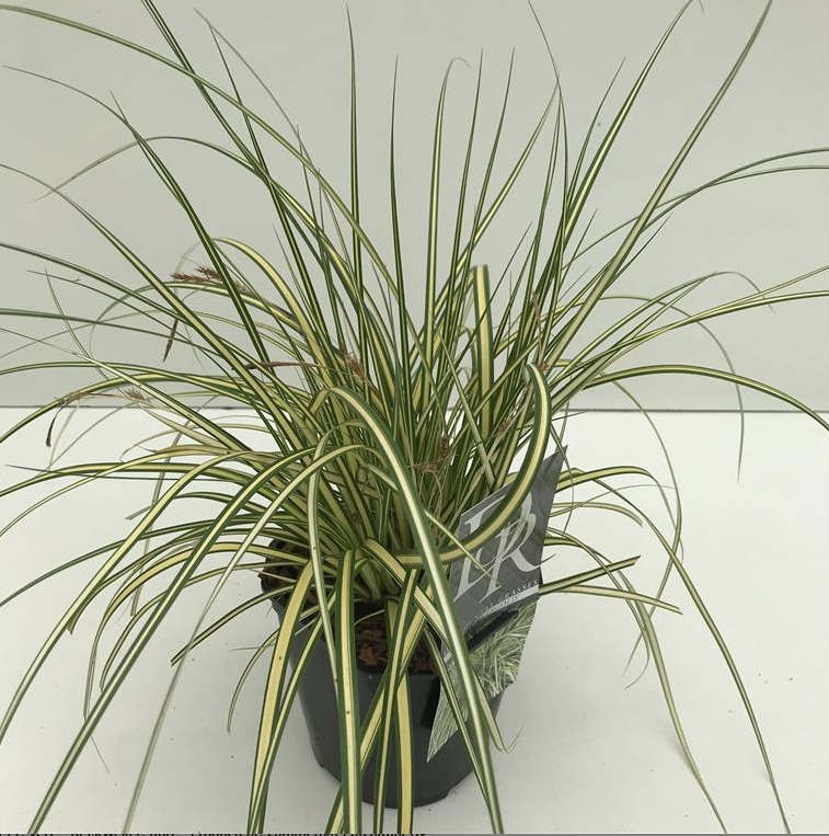 Carex oshimensis 'Evergold' (P9)
