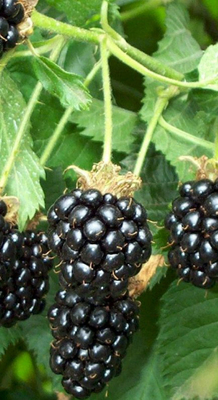 Rubus fruticosus 'Thornless Evergreen'