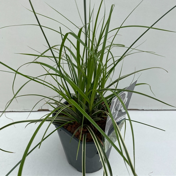 Carex oshimensis 'Evercream'