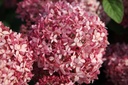 Hydrangea arborescens 'Pink Annabelle'