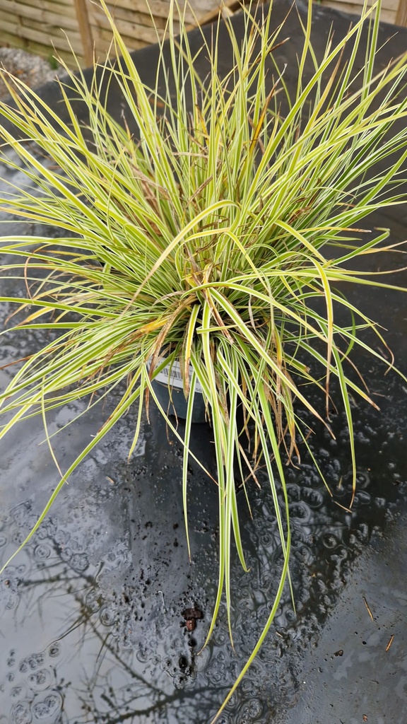 Carex oshimensis 'Everest'
