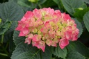Hydrangea macrophylla 'Red Baron'
