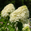 Hydrangea paniculata 'Bobo'