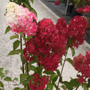 Hydrangea paniculata 'Fraise Melba'