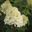 Hydrangea paniculata 'Silver Dollar'