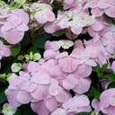 Hydrangea x 'French Bolero' (rose)