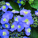 Hydrangea serrata Flair&Flavours 'Blackberry Pie'