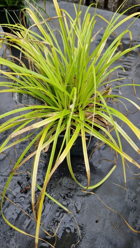 Carex oshimensis 'Everillo'