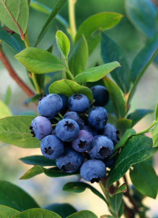 Vaccinium corymbosum 'Goldtraube 71'