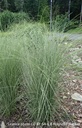Miscanthus sinensis 'Morning Light'