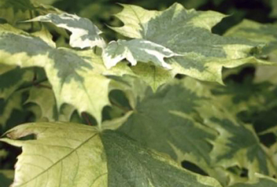 Acer platanoides 'Drummondii'