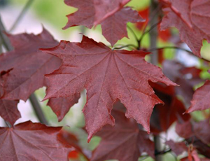 Acer platanoides 'Royal Red' (6/8 baliveau C.30L)