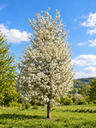Amelanchier arborea 'Robin Hill'