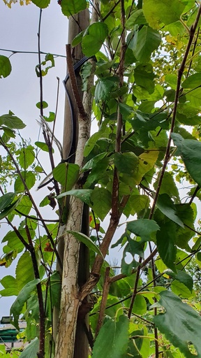 Betula utilis 'Jacquemontii'