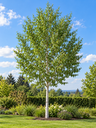 Betula utilis 'Jacquemontii'