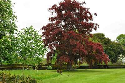 Fagus sylvatica 'Purpurea'