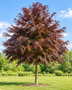 Fagus sylvatica 'Purpurea'