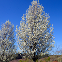 Pyrus calleryana 'Chanticleer'