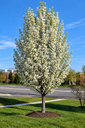 Pyrus calleryana 'Chanticleer'