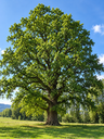 Quercus robur